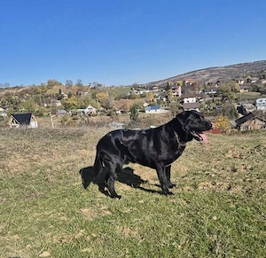 Dau spre vânzare câine labrador