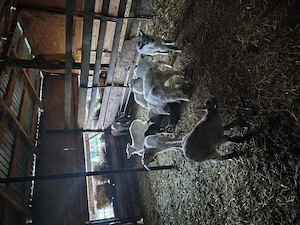 Vând iezi cu vârsta de 1luna,50 de lei buc - imagine 3