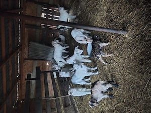 Vând iezi cu vârsta de 1luna,50 de lei buc