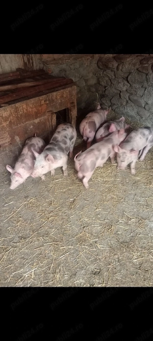 Șoldani Pietrain,10 SĂPTĂMÂNI  - imagine 4