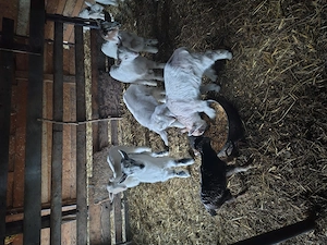 Vând iezi cu vârsta de 1luna,50 de lei buc - imagine 2