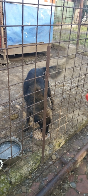 donez 3 câini , 2 crescuți în curte liberi , sunt masculi , iar ce l de al 3 le-a în  țarc fata  - imagine 2