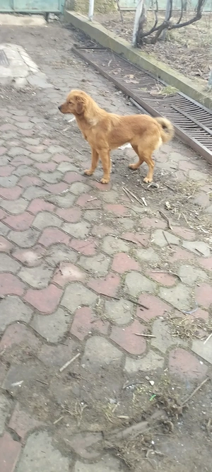 donez 3 câini , 2 crescuți în curte liberi , sunt masculi , iar ce l de al 3 le-a în  țarc fata  - imagine 3