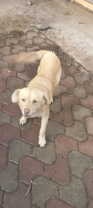 donez 3 câini , 2 crescuți în curte liberi , sunt masculi , iar ce l de al 3 le-a în  țarc fata  - imagine 4