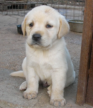 Puiuți Labrador Retriever  - imagine 3