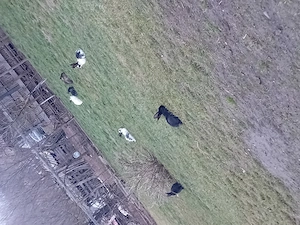 Vând iepuri diferite rase