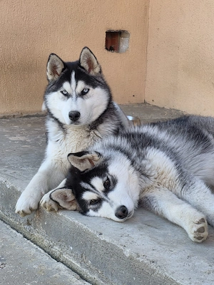 Husky siberian de vânzare 