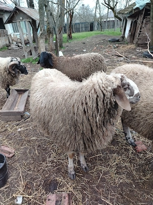 Oi și berbeci bergamasca vanzate