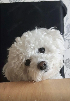 bichon frise