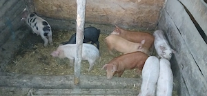 Vand purcei - imagine 2