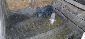 Vand purcei - imagine 4