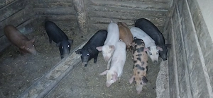 Vand purcei - imagine 3