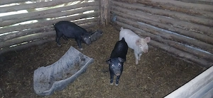 Vand purcei - imagine 5