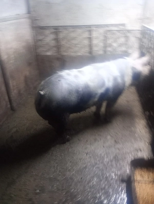 vand purcea - imagine 3