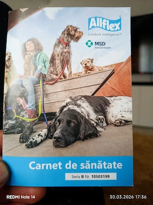 căței Ciobanesc Bucovina  - imagine 2