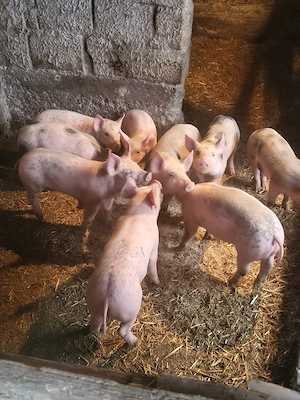 Vand purceii  - imagine 2