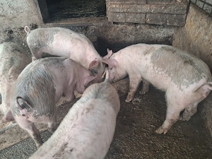 Purcei  carne de vanzare din producție proprie, 12 saptamani  - imagine 3