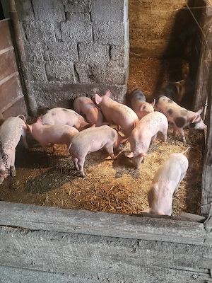 Vand purceii  - imagine 3