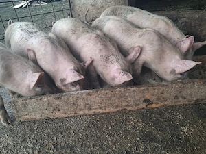 Purcei  carne de vanzare din producție proprie, 12 saptamani  - imagine 2