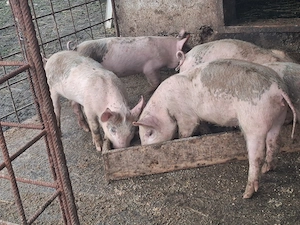 Purcei  carne de vanzare din producție proprie, 12 saptamani  - imagine 4