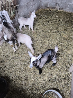 Vand iedute pt pasti  - imagine 3