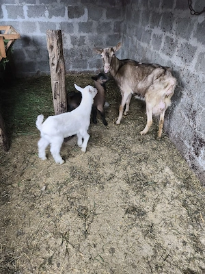 Vand iedute pt pasti  - imagine 2