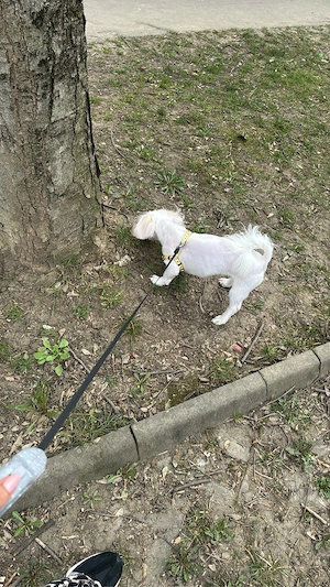 Catelusa bishon maltez - imagine 2