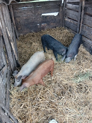 De Vânzare 4 bucăți 30 35 kg  - imagine 4