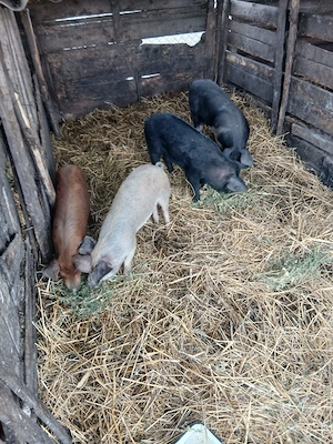 De Vânzare 4 bucăți 30 35 kg  - imagine 2