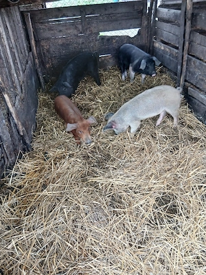 De Vânzare 4 bucăți 30 35 kg  - imagine 5