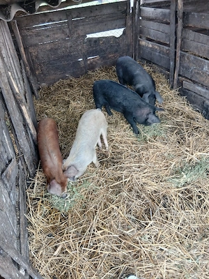 De Vânzare 4 bucăți 30 35 kg 