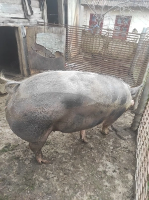 Porc de vânzare  - imagine 2