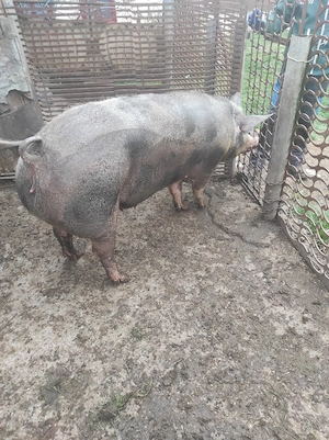 Porc de vânzare  - imagine 3