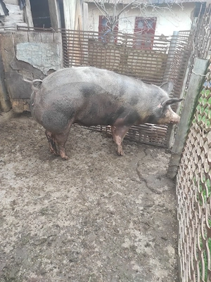 Porc de vânzare  - imagine 4