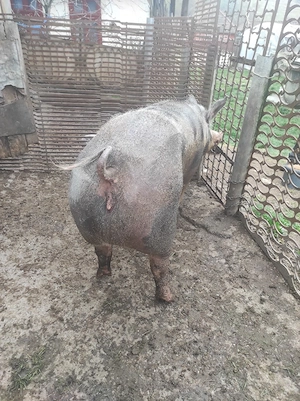 Porc de vânzare  - imagine 5