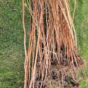 Vând butași de zmeură 