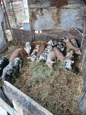 De Vânzare 14 purcei 8 săptămânii vacinații  - imagine 3