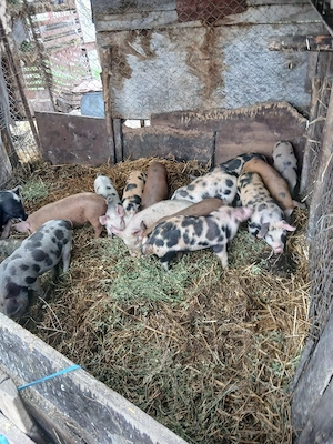 De Vânzare 14 purcei 8 săptămânii vacinații 