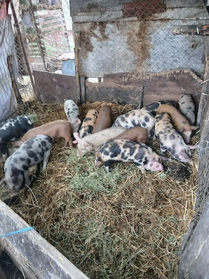 De Vânzare 14 purcei 8 săptămânii vacinații  - imagine 2