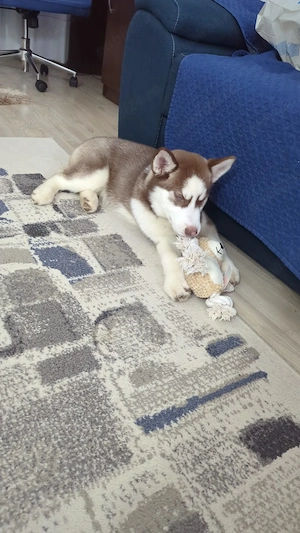 Vând husky siberian  - imagine 3