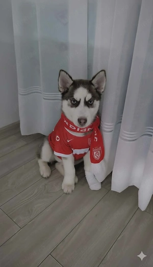 Vând husky siberian  - imagine 5