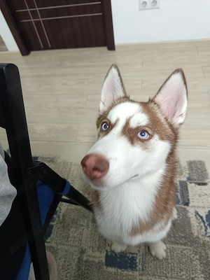 Vând husky siberian  - imagine 2