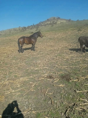 Vând iapă între 3 și 4 ani - imagine 4