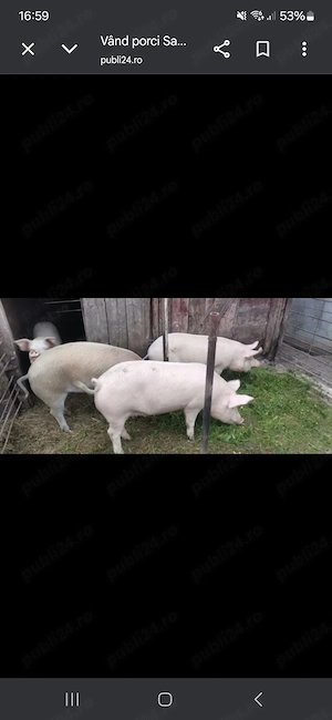 Porci de vanzare 