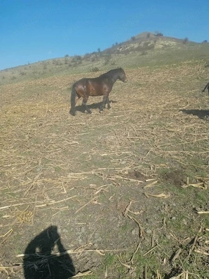 Vând iapă între 3 și 4 ani - imagine 2