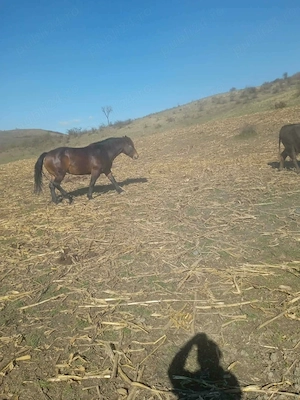 Vând iapă între 3 și 4 ani - imagine 5