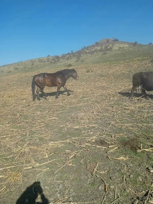 Vând iapă între 3 și 4 ani - imagine 3