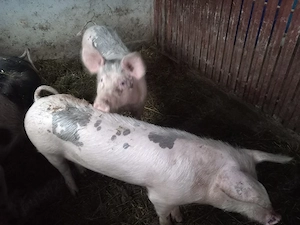 Porci de vânzare!! - imagine 2