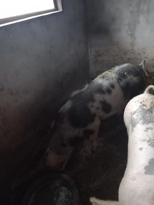 Porci de vânzare!! - imagine 3