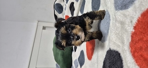 Yorkshire mini fetita - imagine 5